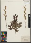 Foto von Salix purpurea L. x Salix silesiaca Willd.
